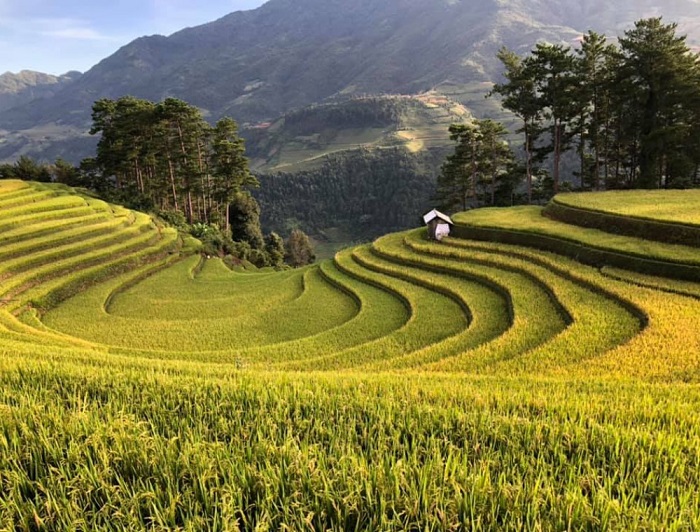 Tất tần tật kinh nghiệm du lịch Mù Cang Chải mùa lúa chín